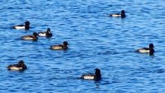 P2380255：キンクロハジロ