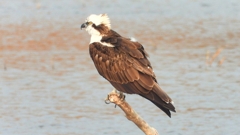 DSCN7326：ミサゴ