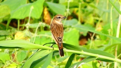 P2290398：ノビタキ