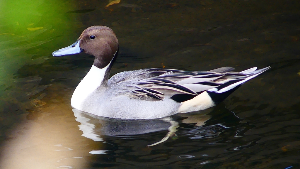 P2400069：オナガガモ（オス）