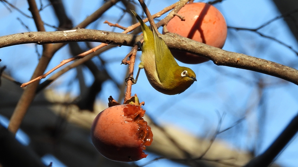 DSCN7707：メジロ