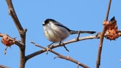 DSCN5983：エナガ