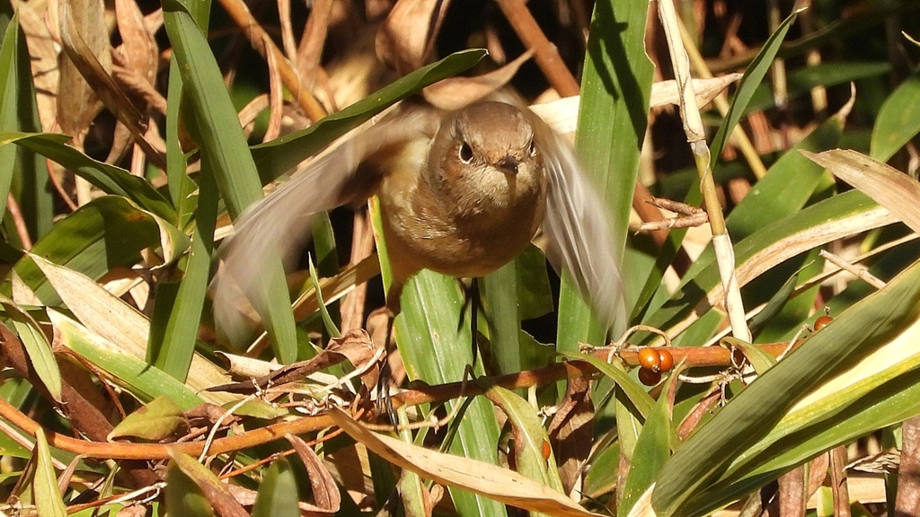 DSCN8121：ジョウビタキ（メス）