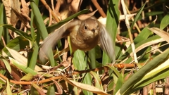 DSCN8121：ジョウビタキ（メス）