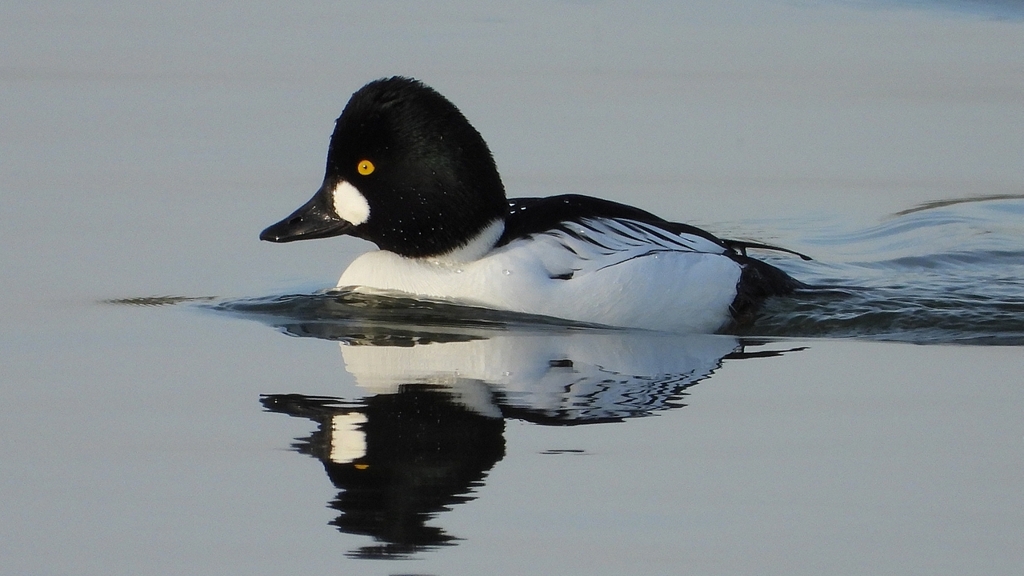 DSCN2449：ホオジロガモ（オス）