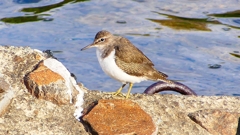 P2360712：イソシギ