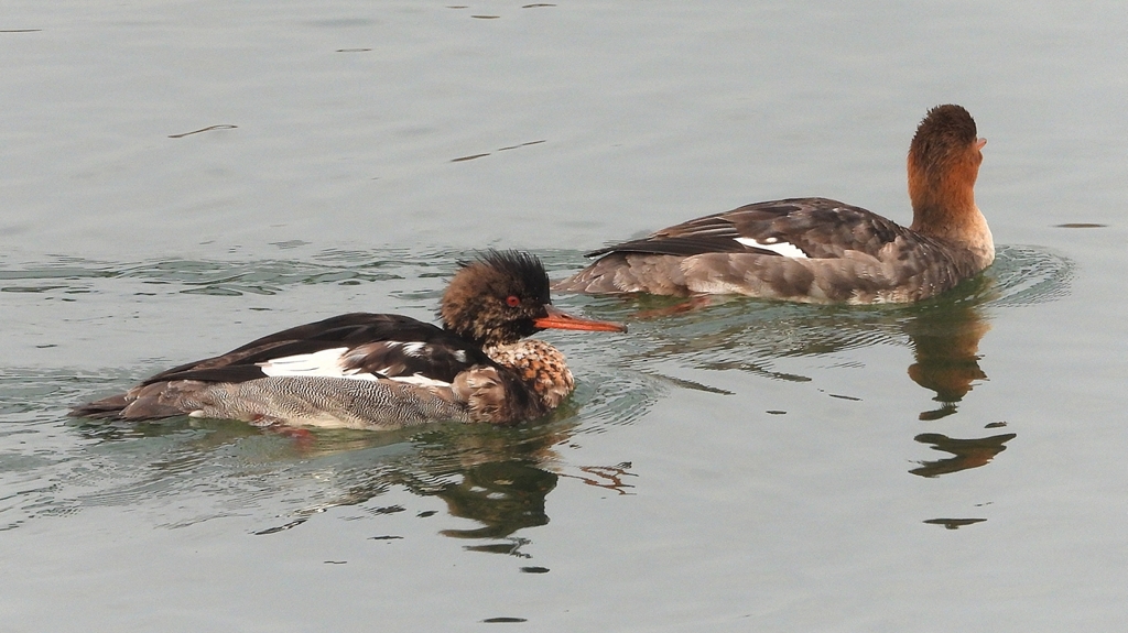 DSCN7256：ウミアイサ