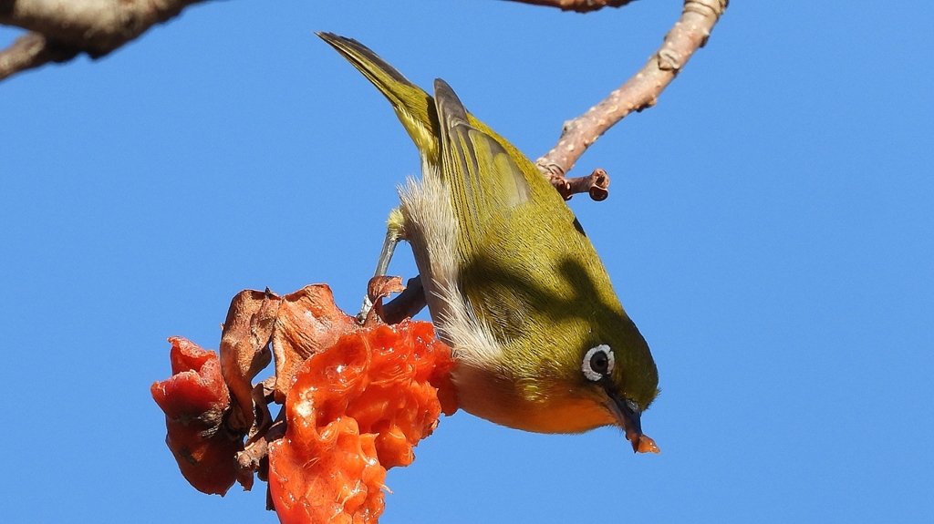 DSCN8720：メジロ