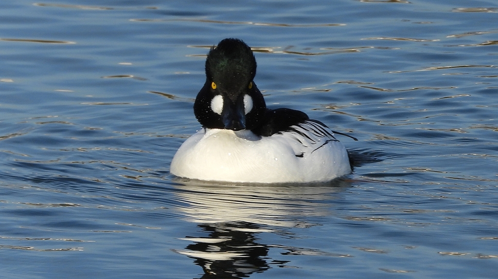 DSCN2590：ホオジロガモ（オス）