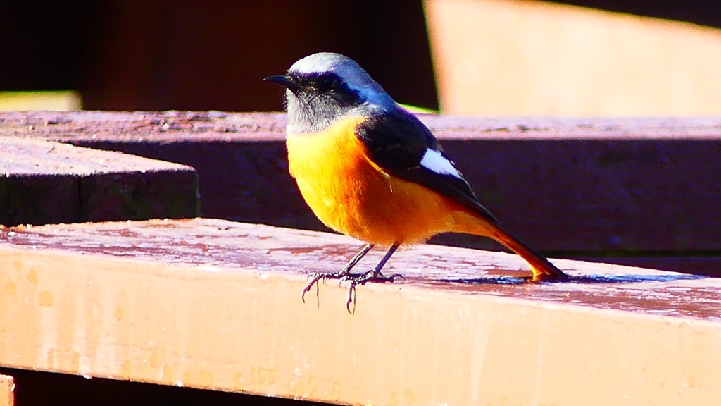 P2370587：ジョウビタキ（オス）