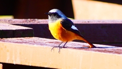 P2370587：ジョウビタキ（オス）