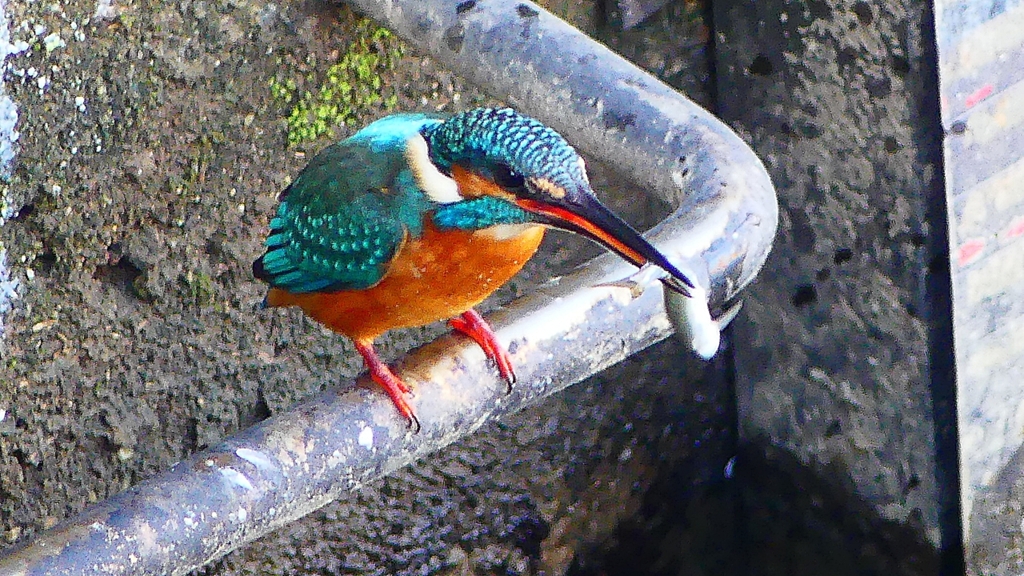 P2410429：カワセミ（オス）