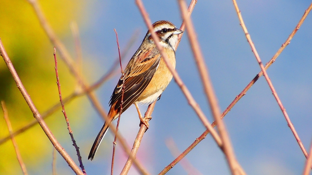 P2390302：ホオジロ（メス）