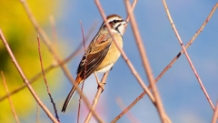 P2390302：ホオジロ（メス）