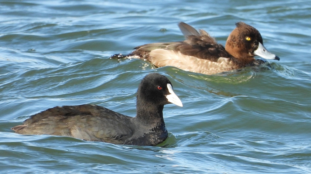 DSCN0946：キンクロハジロ、オオバン