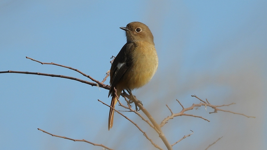 DSCN6785：ジョウビタキ（メス）