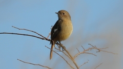 DSCN6785：ジョウビタキ（メス）