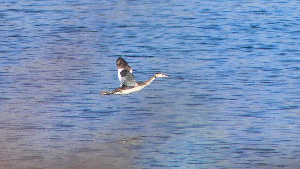 P2350835：飛ぶカンムリカイツブリ
