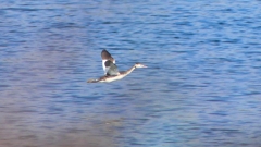 P2350835：飛ぶカンムリカイツブリ