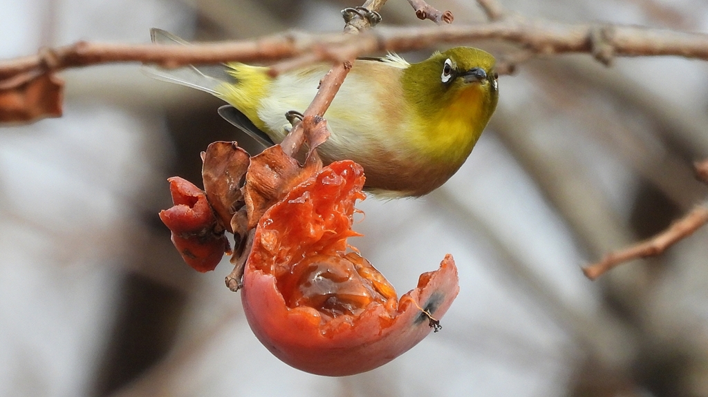 DSCN8524：メジロ