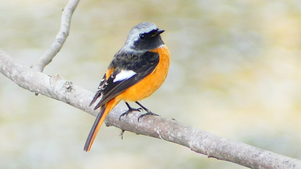 P2370101：ジョウビタキ（オス）