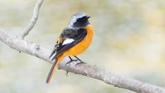 P2370101：ジョウビタキ（オス）