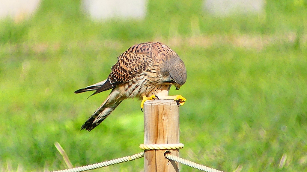 P2340419：チョウゲンボウ