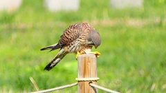 P2340419：チョウゲンボウ