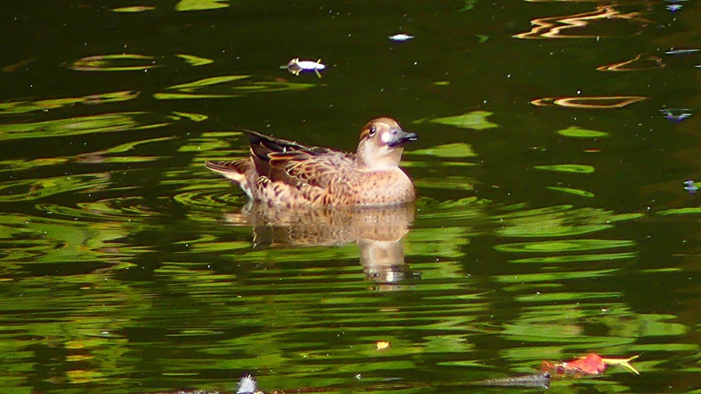 P2340100：トモエガモ（メス）