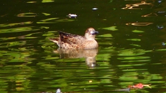 P2340100：トモエガモ（メス）