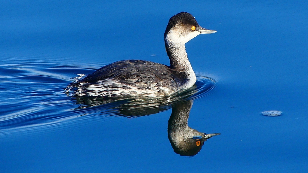 P2370183：ハジロカイツブリ