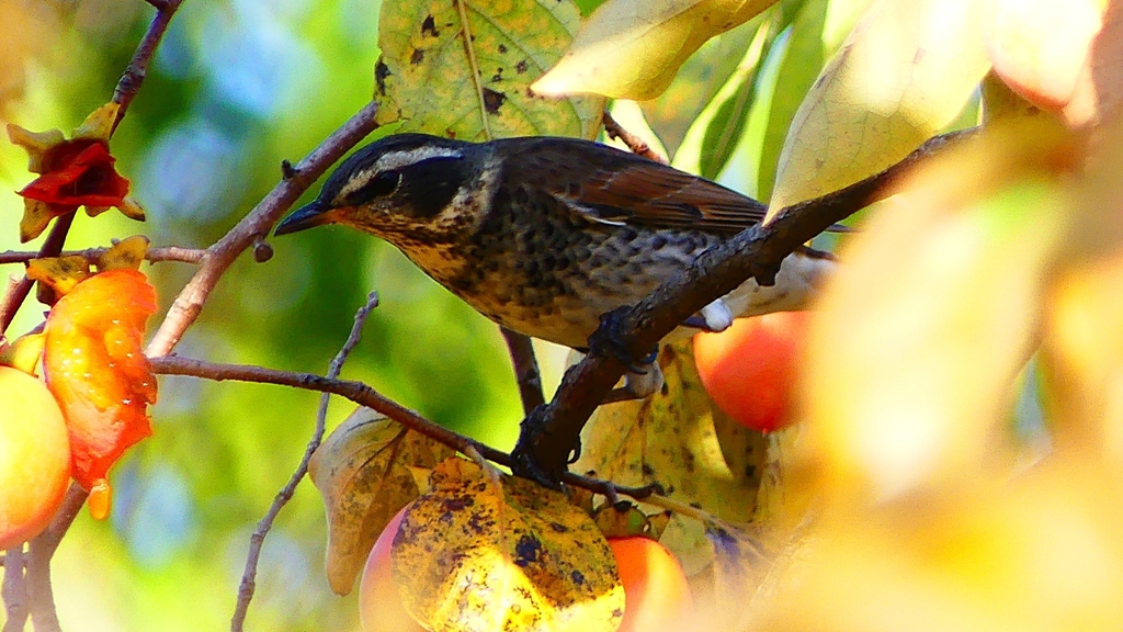 P2350915：ツグミ