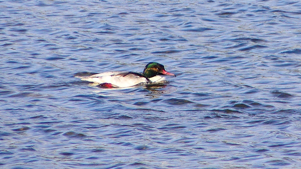 P2390094カワアイサ