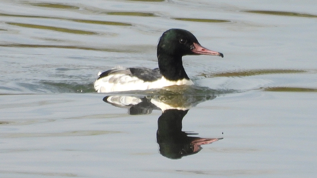 DSCN3100：カワアイサ（オス）