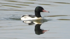 DSCN3100：カワアイサ（オス）