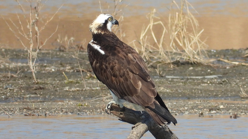 DSCN2842：ミサゴ