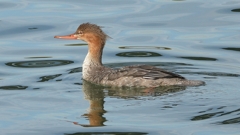 DSCN3163：ウミアイサ（メス）