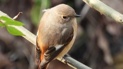 DSCN7650：ジョウビタキ（メス）