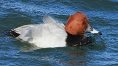 DSCN1088：ホシハジロ（オス）