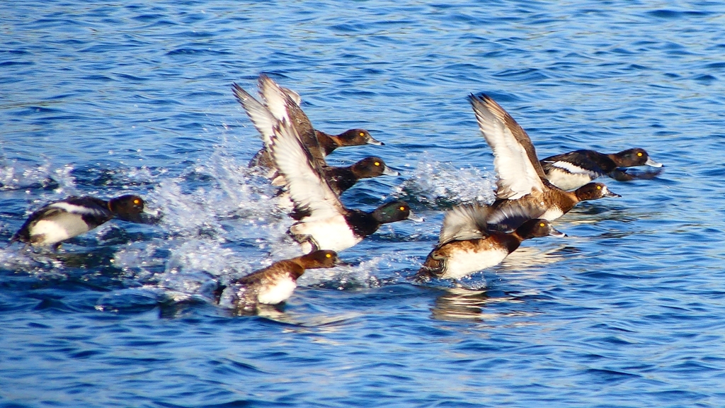P2380158：飛ぶキンクロハジロ