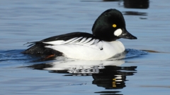 DSCN2815：ホオジロガモ（オス）