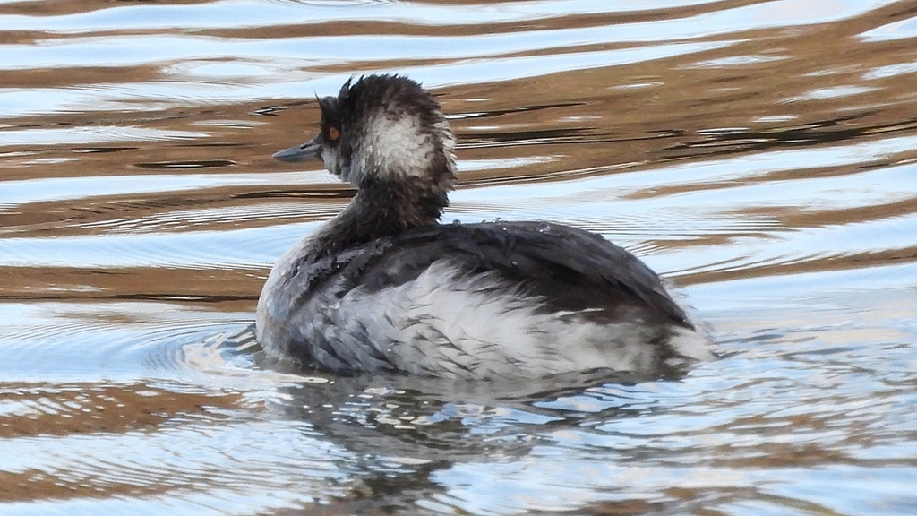 DSCN8018：ハジロカイツブリ