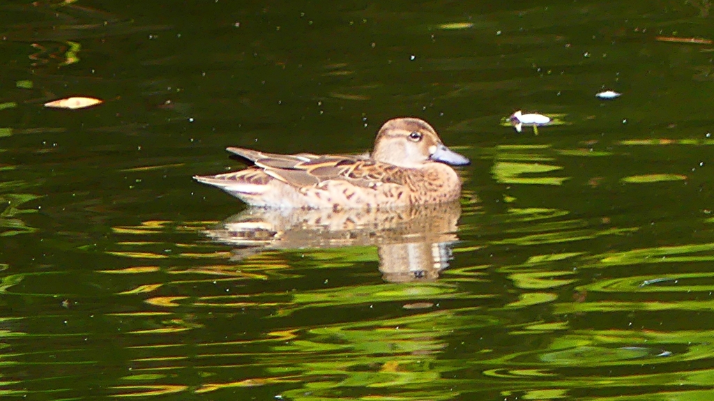 P2340091：トモエガモ（メス）