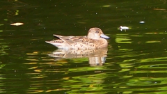 P2340091：トモエガモ（メス）