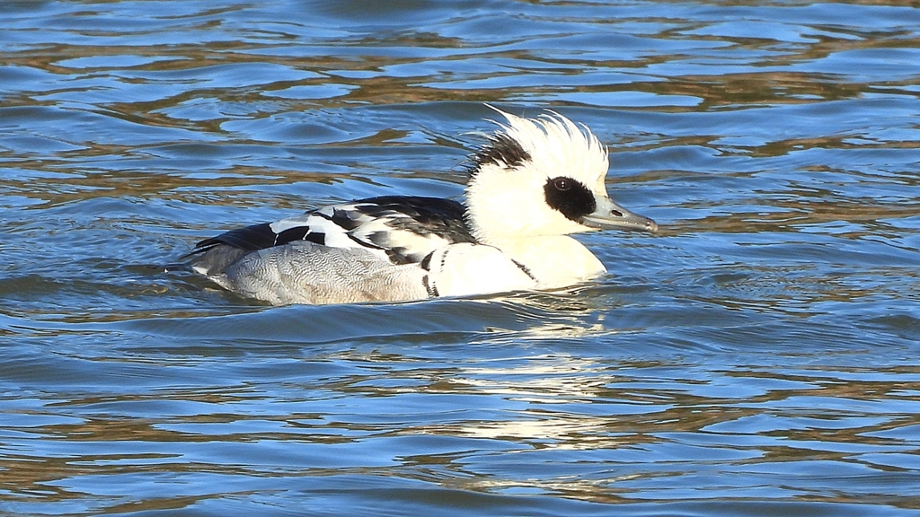 DSCN7072：ミコアイサ（オス）