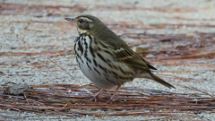 DSCN8231：ビンズイ