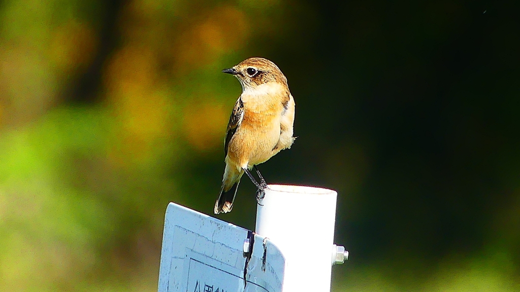 P2310749：ノビタキ