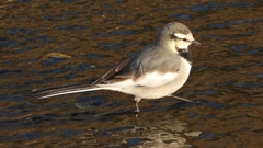 eDSCN3687：ハクセキレイ