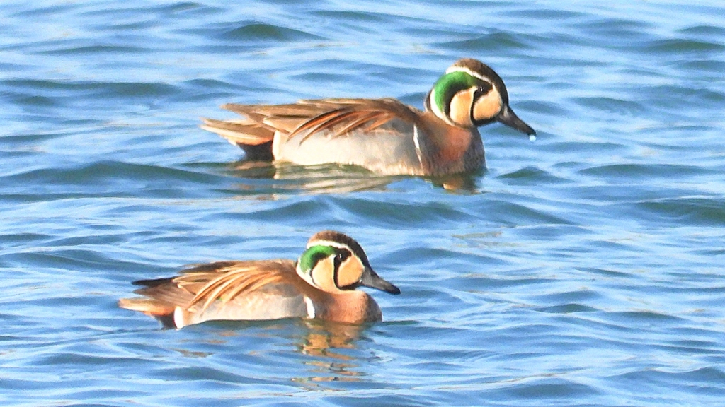 DSCN1147：トモエガモ