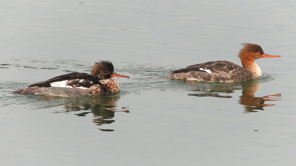 DSCN7260：ウミアイサ